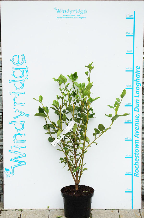 Griselinia Littoralis - Hedging - Windyridge Garden Centre