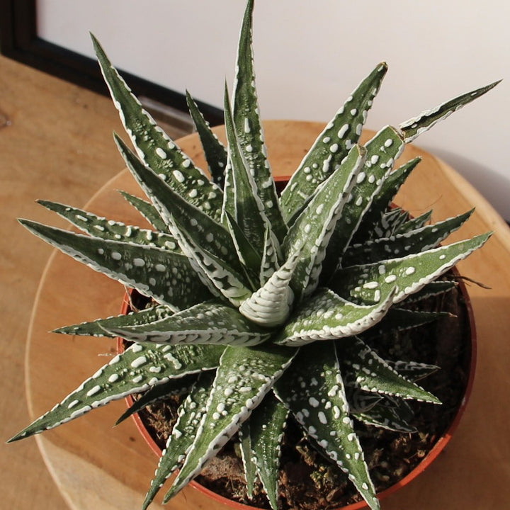 Haworthia fasciata Alba  P8