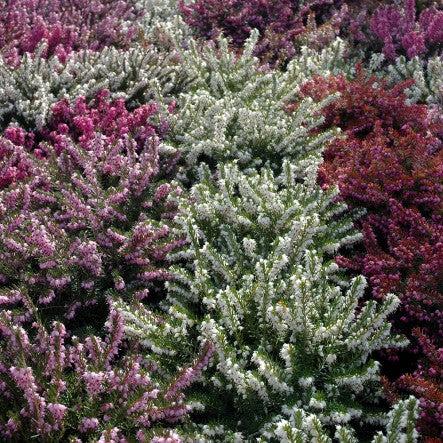Heathers 1.5Ltr - Shrubs - Windyridge Garden Centre