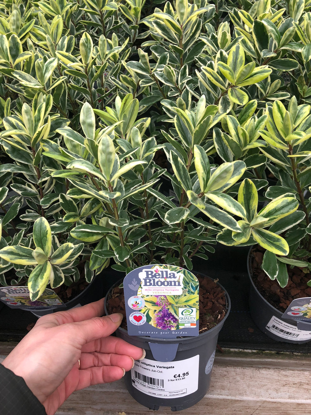 HEBE elliptica Variegata