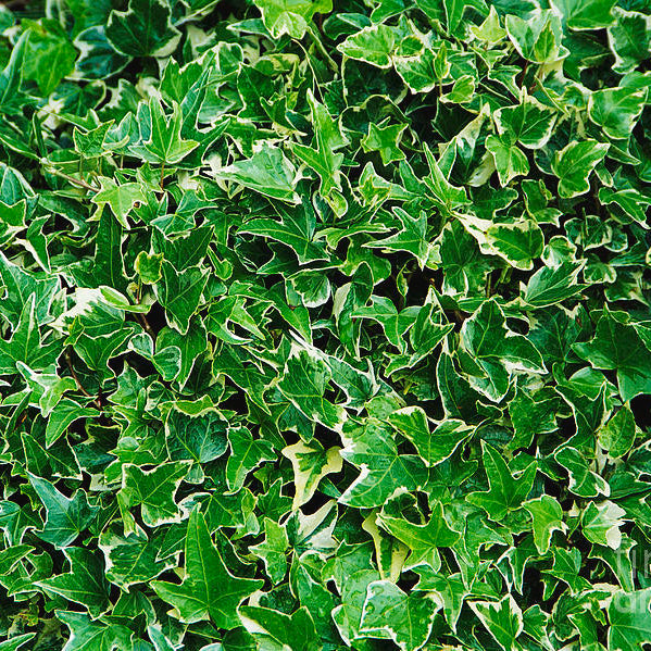 Hedera Helix Kolibri - Climbers - Windyridge Garden Centre