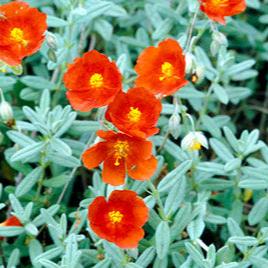 Helianthemum Henfield Brilliant