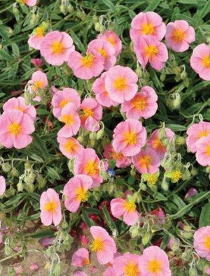 Helianthemum  Wisley Pink