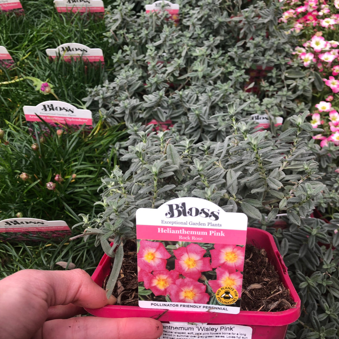 Helianthemum  Wisley Pink