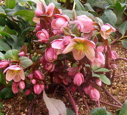 Helleborus Pirouette