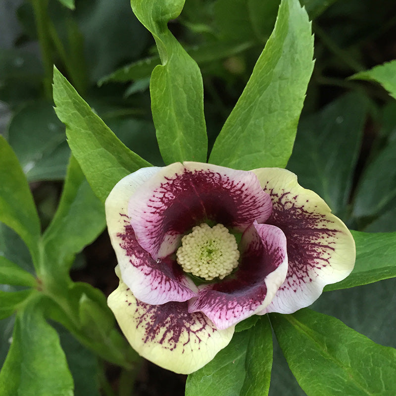 Helleborus Pretty Anna Spotted