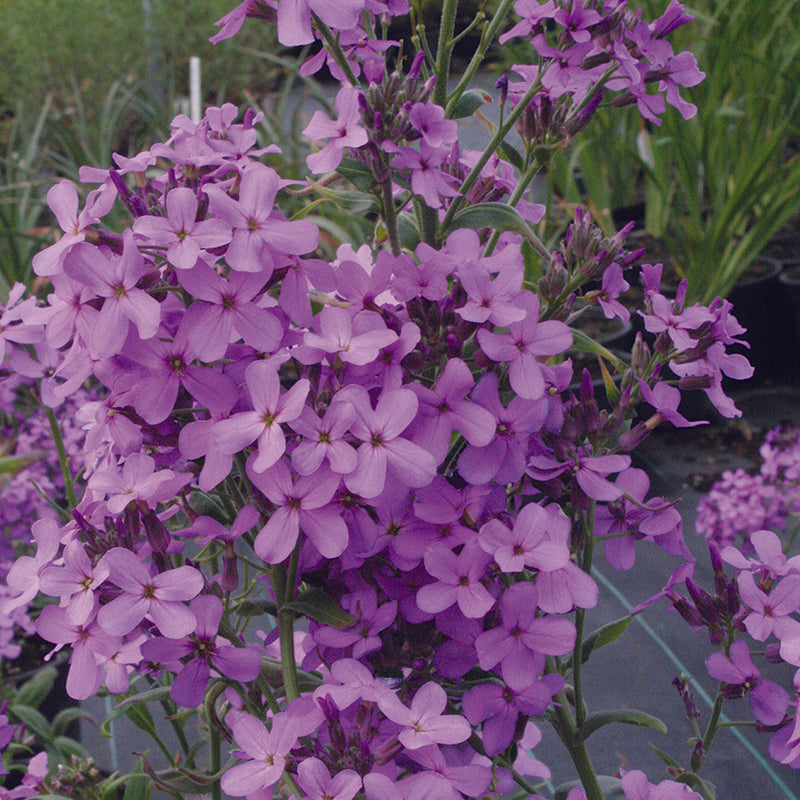 Hesperis matronalis Violet