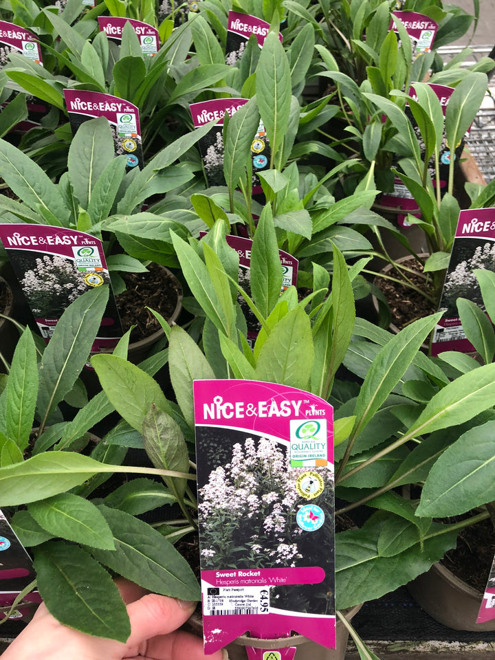 Hesperis matronalis White