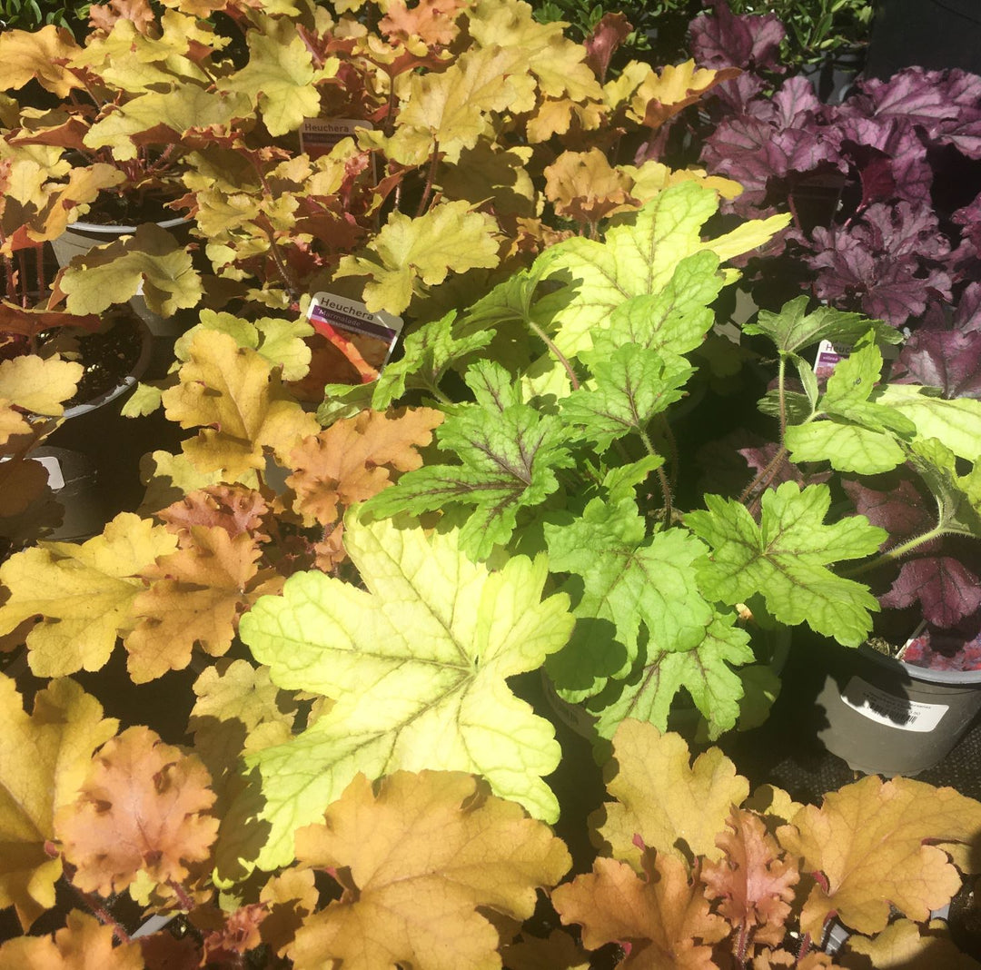 Heuchera 13cm