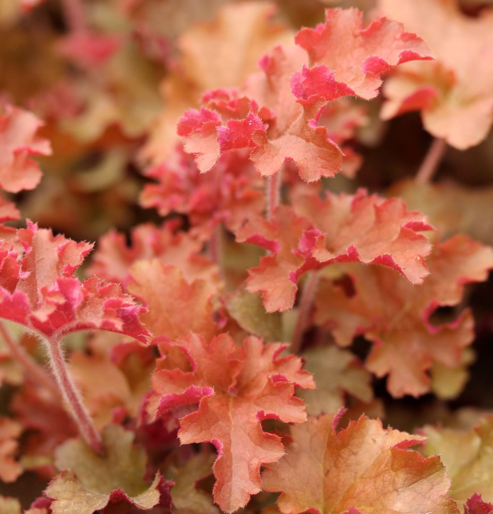 Heuchera Gojiberry - Herbaceous - Windyridge Garden Centre