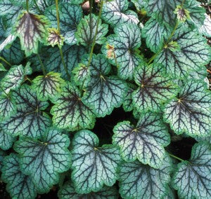 Heuchera Green Spice - Herbaceous - Windyridge Garden Centre
