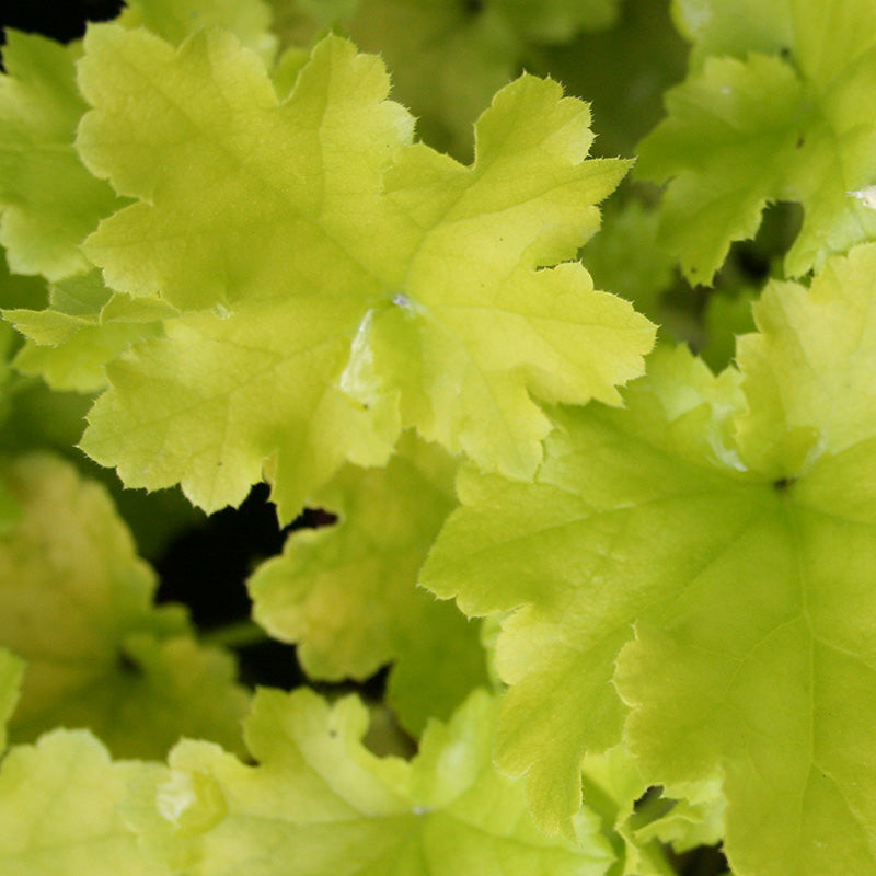 Heuchera-Lime-Marmalade-Plant