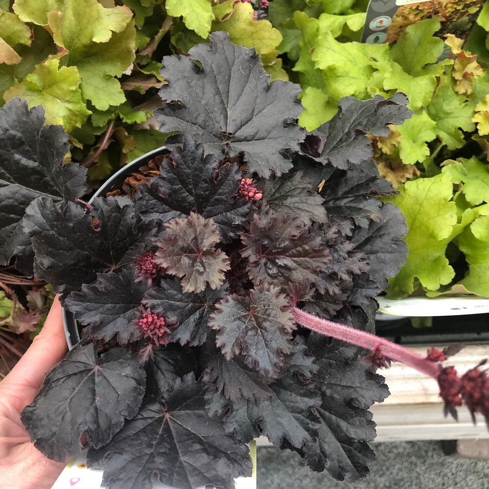 Heuchera Timeless Night - Herbaceous - Windyridge Garden Centre