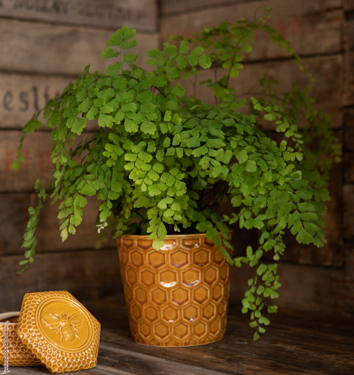 Honeycomb Pot S - Pots - Windyridge Garden Centre