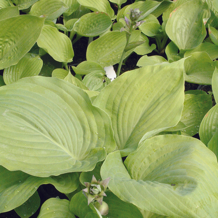Hosta  Sum and Substance