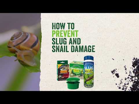 GS Slug & Snail Trap