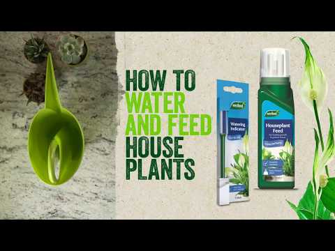 Houseplant Droplet Feeder