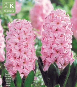 HYACINTHUS FONDANT x 8