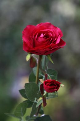 Roses-Large Hybrid Tea with bud-Red