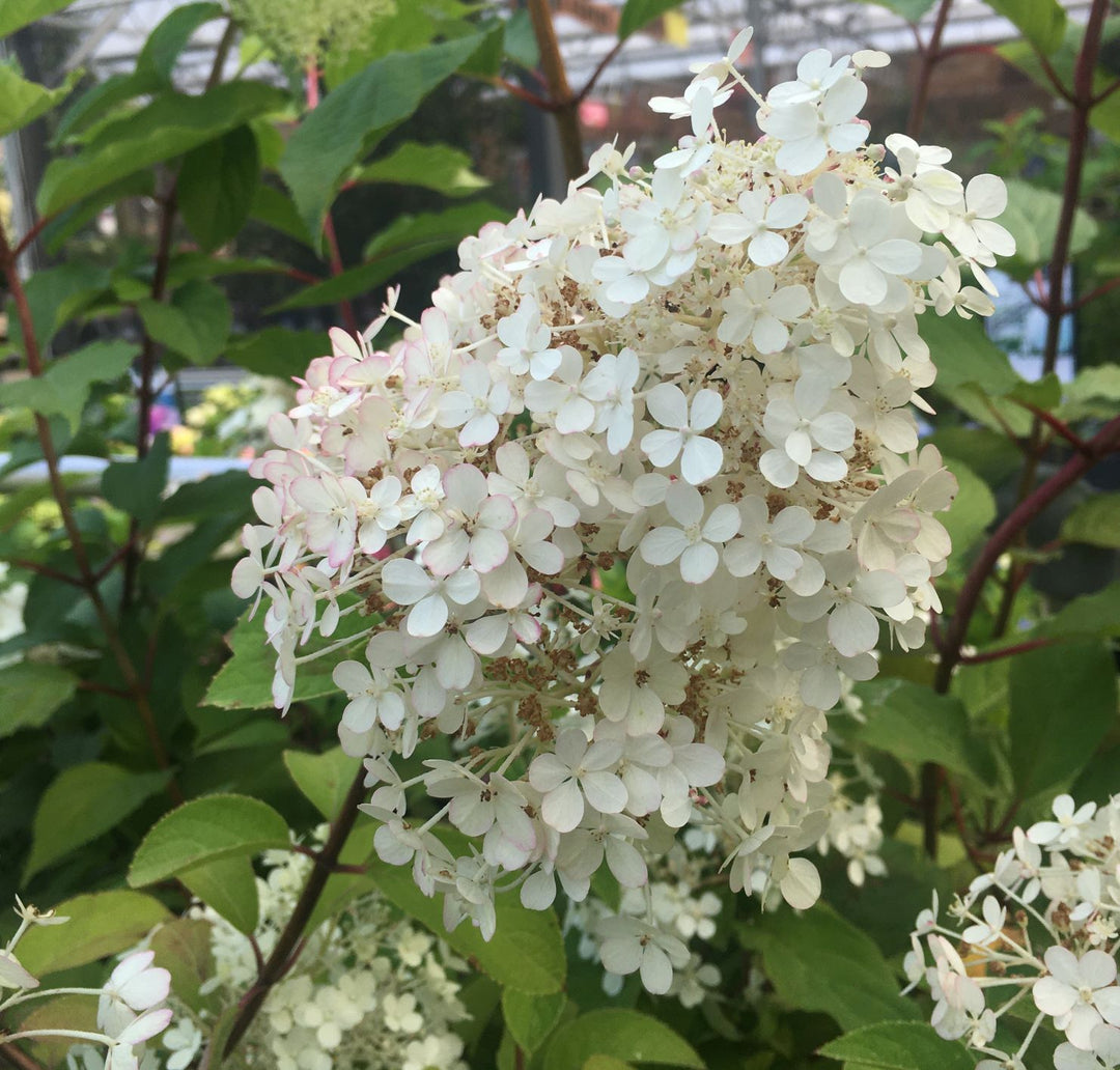 HYDRANGEA pan. Bobo