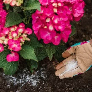 Westland Hydrangea Colourant
