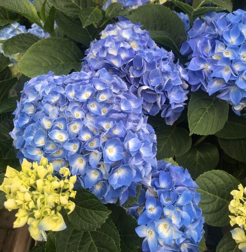 HYDRANGEA M. FABOLO