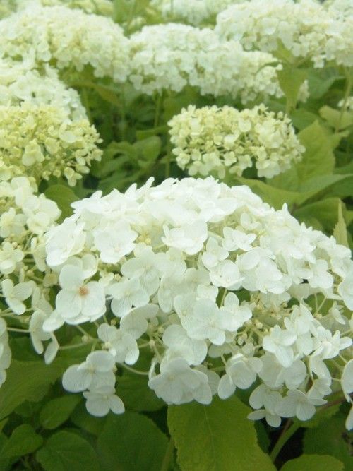 Hydrangea arbo. Strong Annabelle