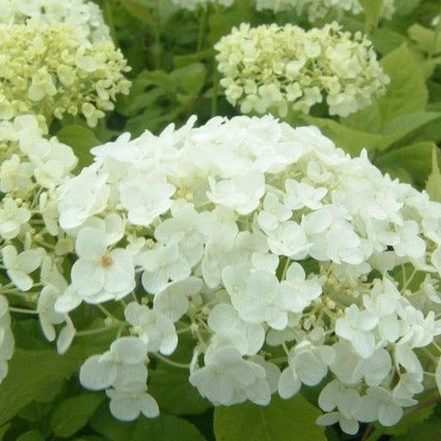 Hydrangea arbo. Strong Annabelle