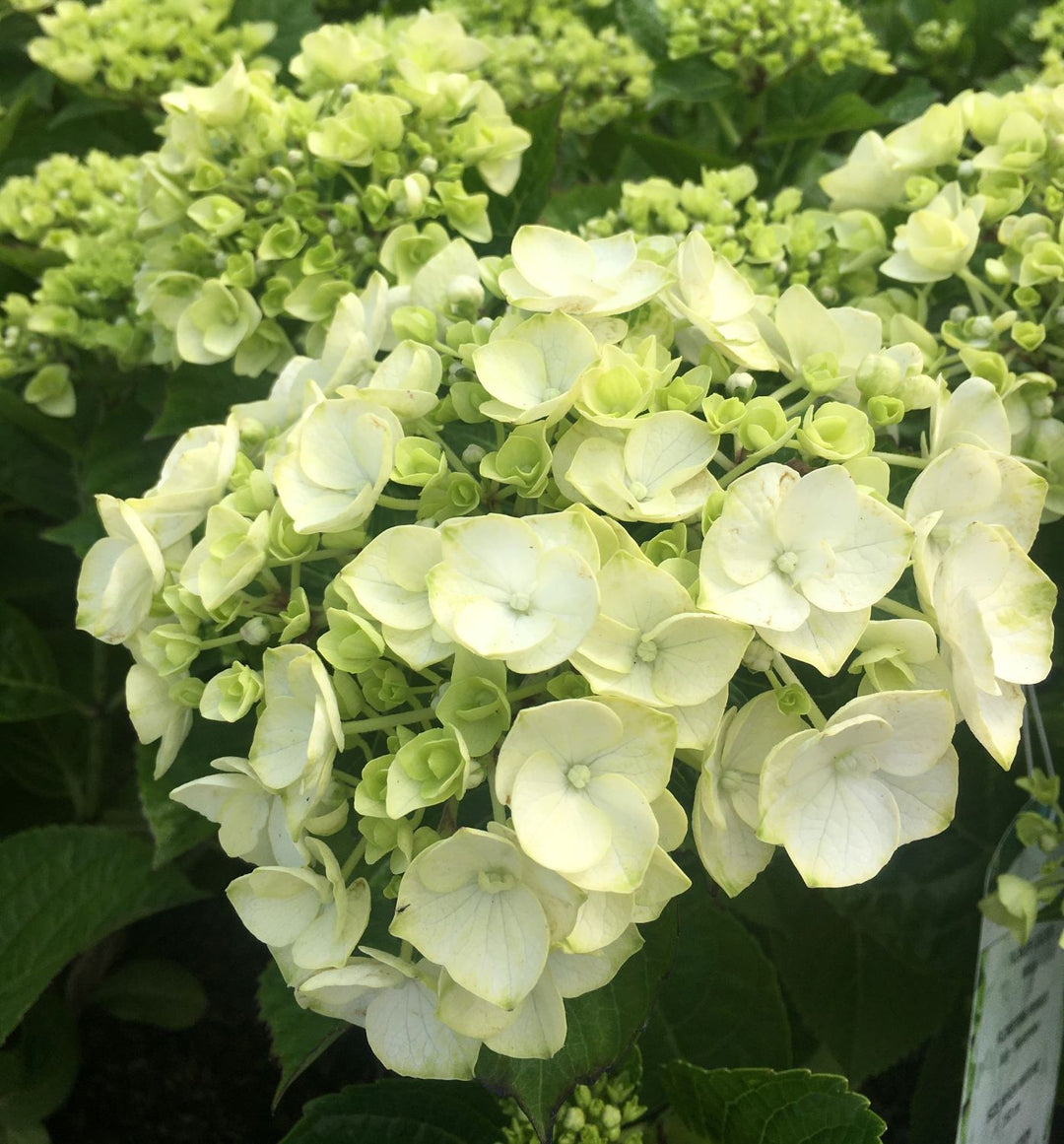 HYDRANGEA M. WHITE ADORE