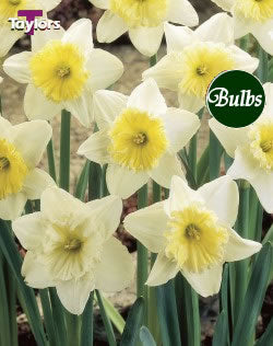NARCISSUS ICE FOLLIES CARRI-PACK 1.5KG