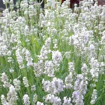 Lavandula ang. Edelweiss