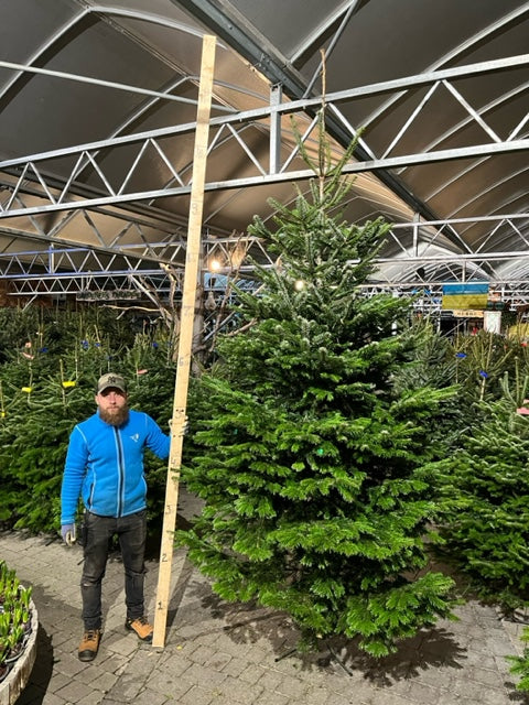 Real Christmas Tree Premium Nordman Fir White Tag 10Ft-12Ft (300-365Cm) - Real Christmas Trees - Windyridge Garden Centre