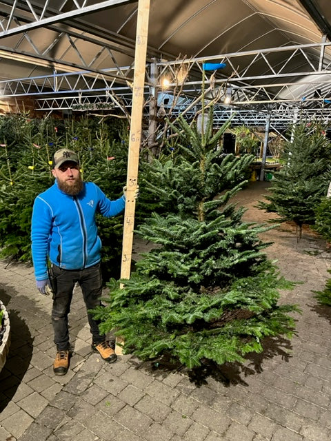 Christmas Tree Noblis Fir Blue 5.9ft-6.7ft 175-200