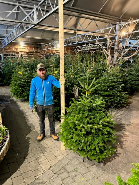 Real Christmas Tree Nordman Fir Yellow Tag 4Ft - Christmas Trees - Windyridge Garden Centre