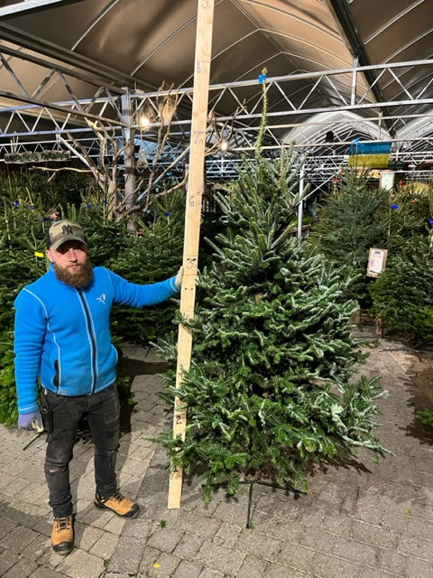 Real Christmas Tree Nordman Fir Blue Tag 5.9Ft-6.7Ft (175-200Cm) - Real Christmas Trees - Windyridge Garden Centre