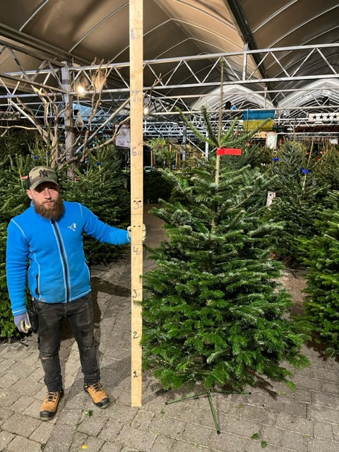 Real Christmas Tree Premium Nordman Fir Red Tag 6.7Ft-7.5Ft (200-225Cm) - Real Christmas Trees - Windyridge Garden Centre