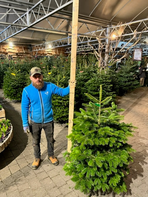 Real Christmas Tree Nordman Fir Green Tag 3Ft - Christmas Trees - Windyridge Garden Centre