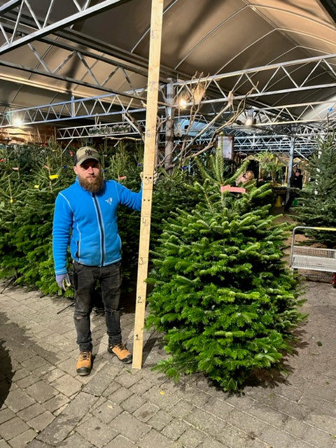 Real Christmas Tree Nordman Fir Pink Tag 5Ft - Christmas Trees - Windyridge Garden Centre