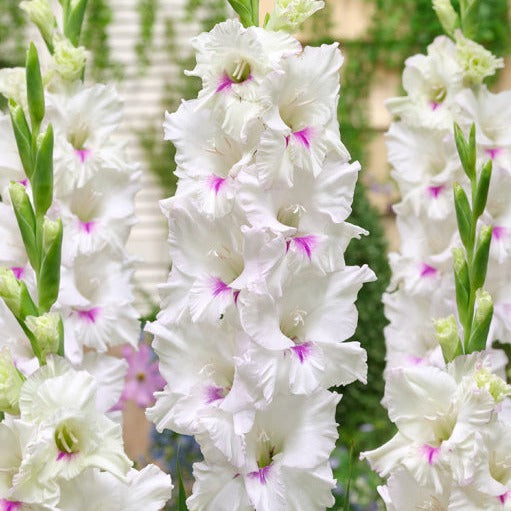 GLADIOLUS NORMA JEAN 10