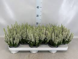 Calluna vulgaris Beauty Ladies white  P12