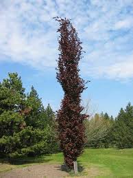 FAGUS SYLVATICA RED OBELISK