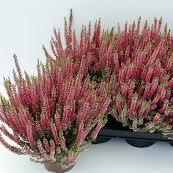 Calluna vulg. Garden Girls