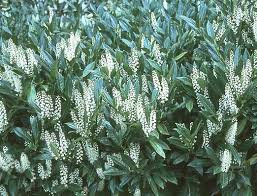 Prunus laur.  Otto Luyken  / C3.5