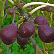 FICUS carica Brown Turkey