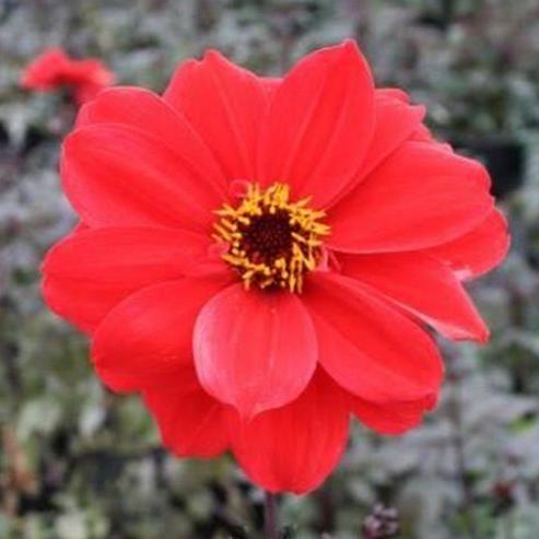 Dahlia 'Bishop Of Llandaff' - Herbaceous - Windyridge Garden Centre