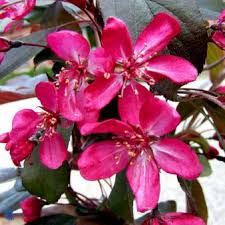 MALUS TORINGO FREJA