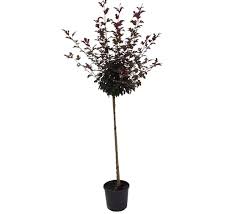 MALUS TORINGO FREJA