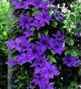 Clematis The President (2.25Ltr Square Pot)