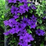 Clematis The President (2.25Ltr Square Pot)