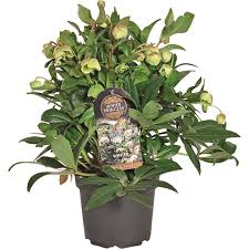 HELLEBORUS Winterbells